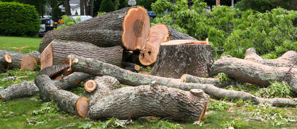 How Our Tree Care Process Works  in  Itasca, TX